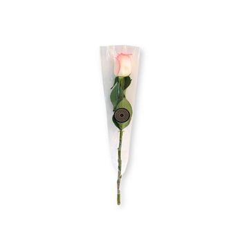 Single Rose Light Pink