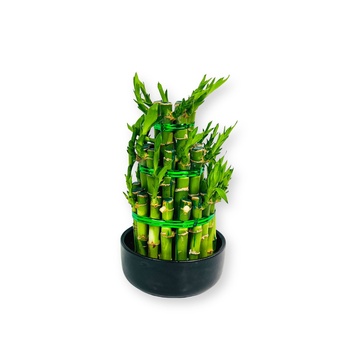 Lucky Bamboo Pyramid Large