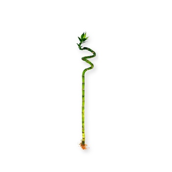 Lucky Bamboo Stick Medium