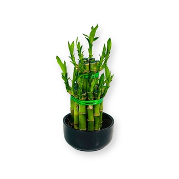 Lucky Bamboo Pyramid Medium