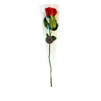 Single Rose Red