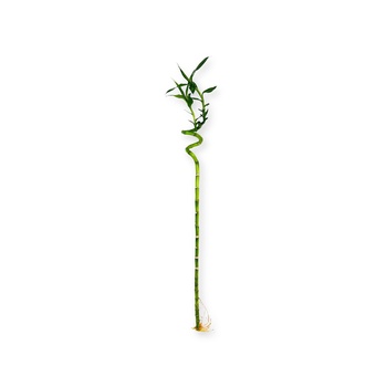 Lucky Bamboo Stick Large