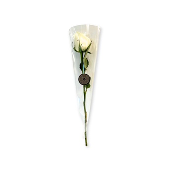 Single Rose White